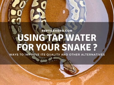 Using Tap Water for Ball Python? (4 Ways to Make It Safer)