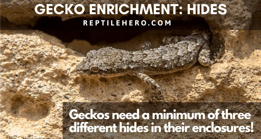 Multiple Hides for Gecko Enrichment