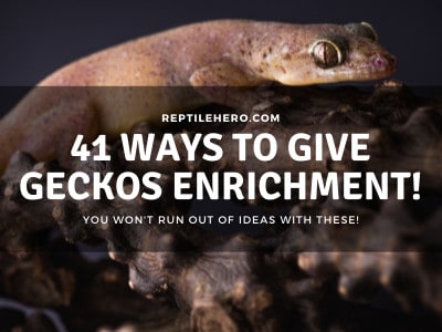 41 Geckos Enrichment Ideas and Toys (They are Fun!)