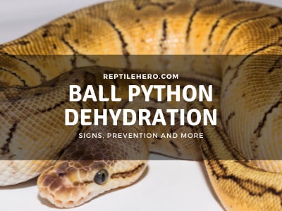 Ball Python Dehydration: Signs and Solutions