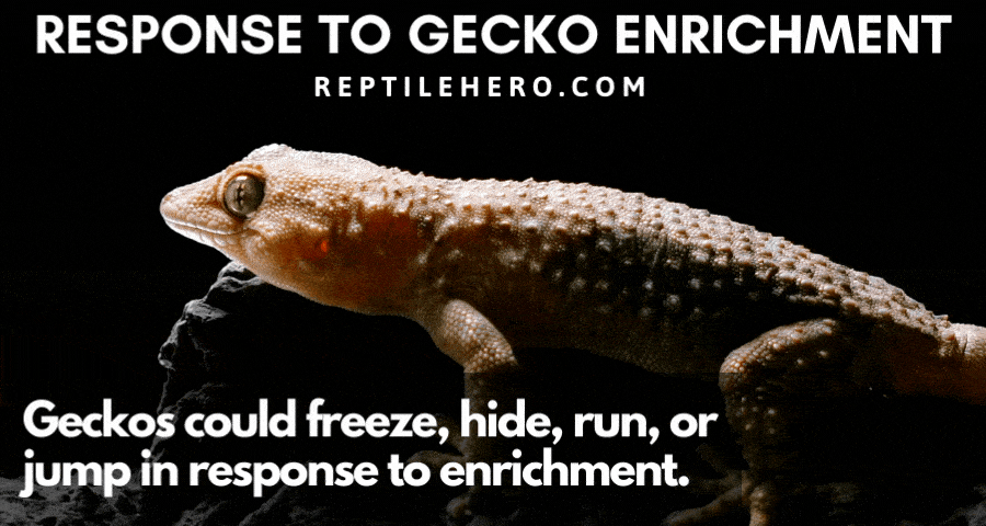 Response to Gecko Enrichment 