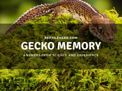 Can Geckos Remember? More Than You Think