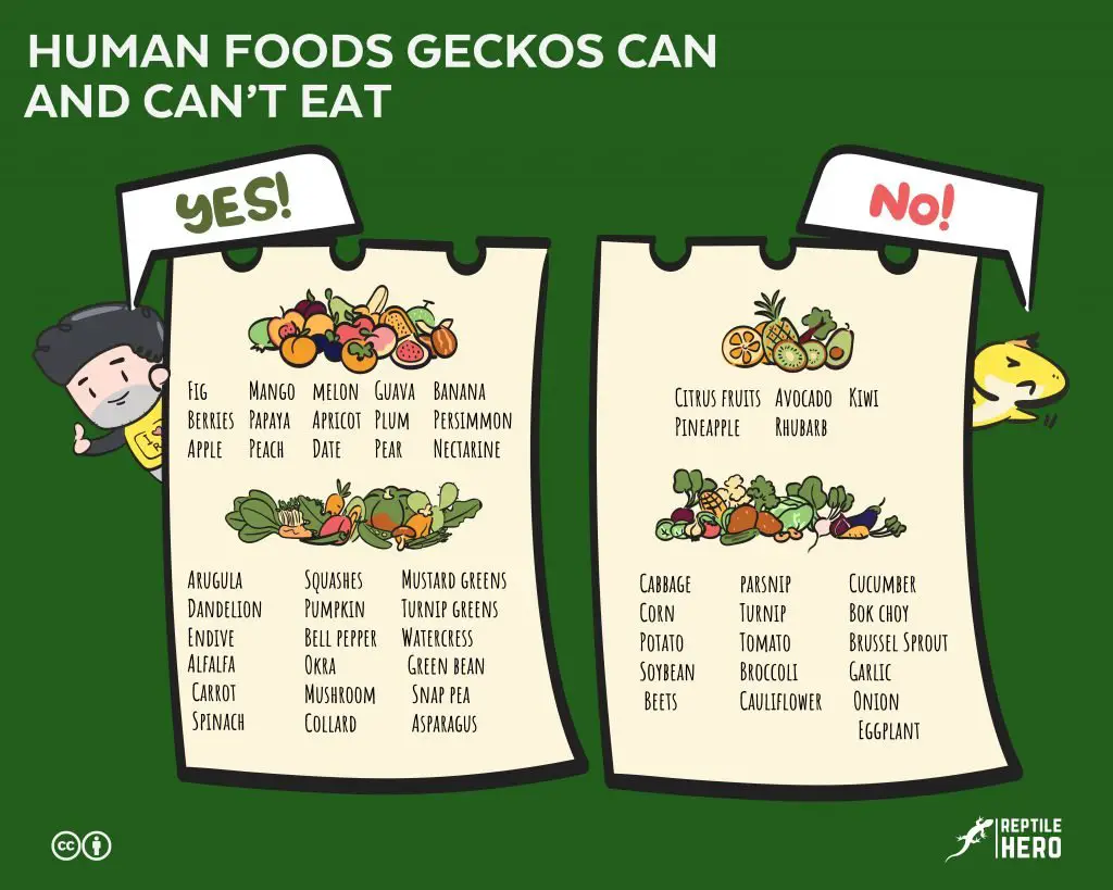 human foods geckos can and can't eat