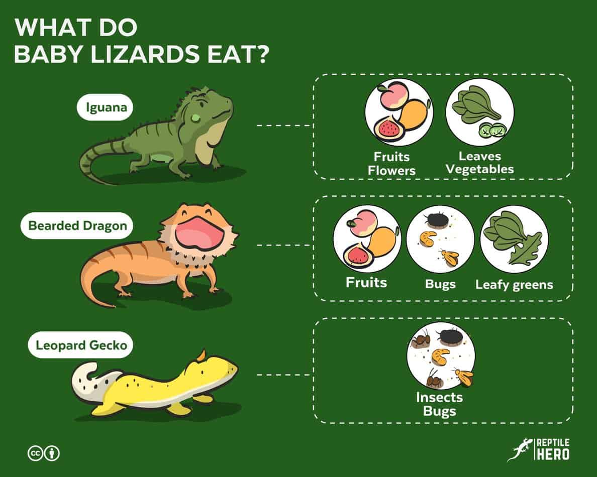 What Do Baby Lizards Eat? - Reptile Hero