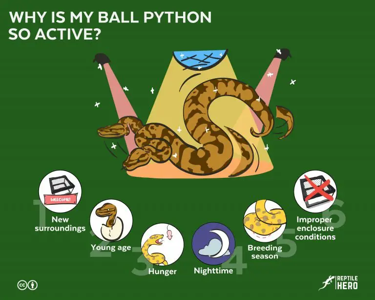 Why is My Ball Python so Active? (6 Reasons)