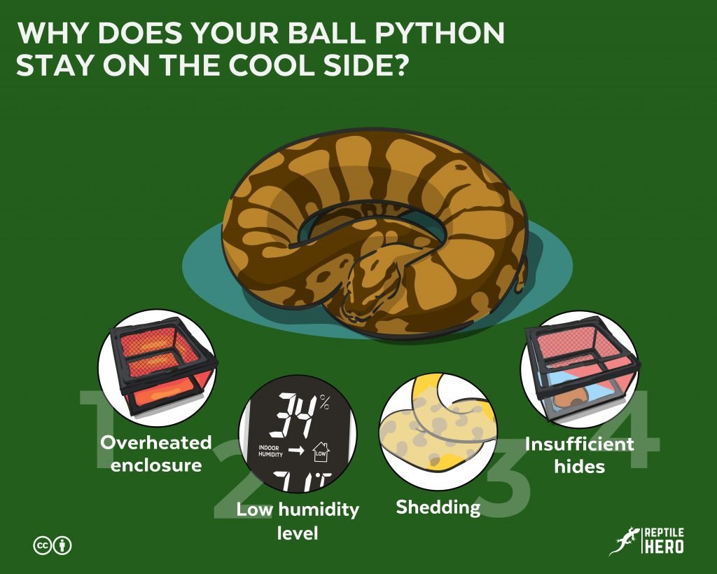 ball python stay cool side