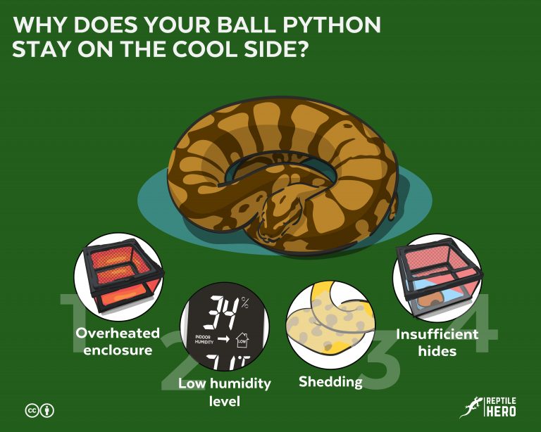 Why Does Your Ball Python Stays on the Cool Side? (4 Reasons)