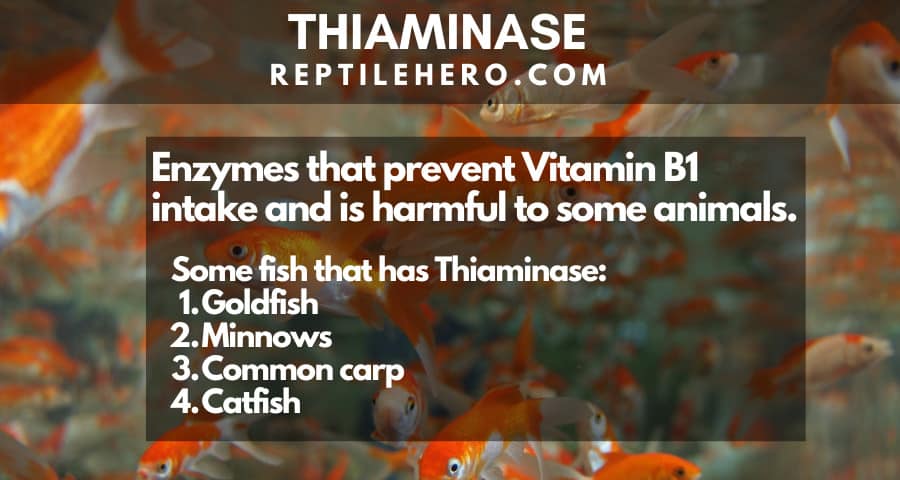 Thiaminase in fish 
