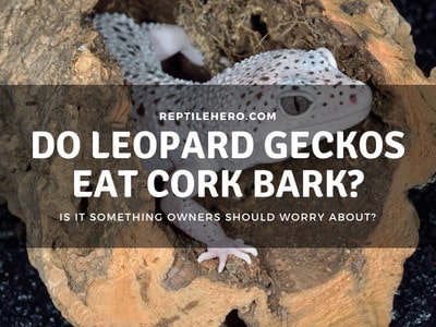 Do Leopard Geckos Eat Cork Bark? (Should You Be Worried?)