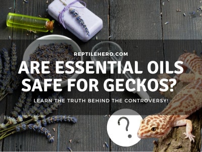Can Essential Oils Hurt Your Gecko? (25 They Hate!)