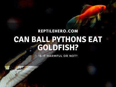 Can Ball Pythons Eat Goldfish? (Be Careful)