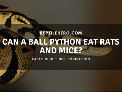 Can a Ball Python Eat Rats and Mice?
