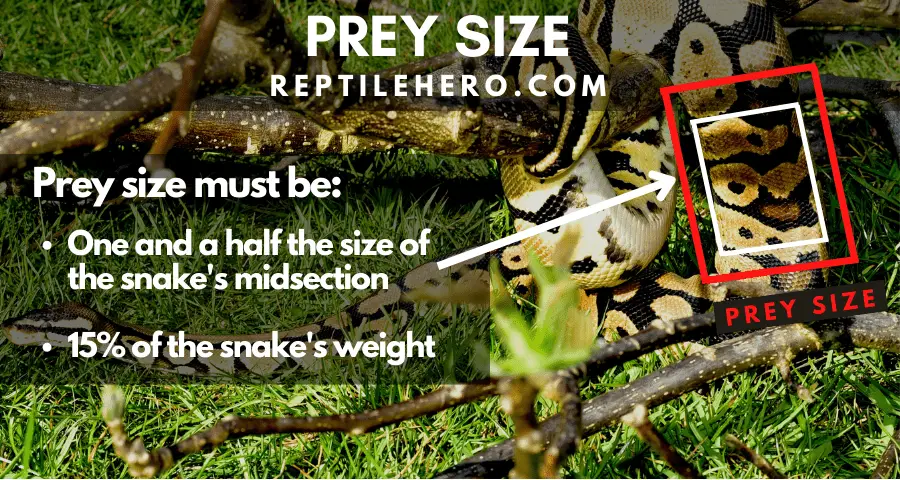 rat size ball python