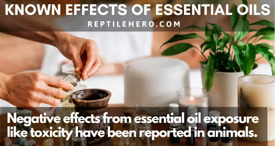 Known Effects of Essential Oils in Geckos and Other Animals