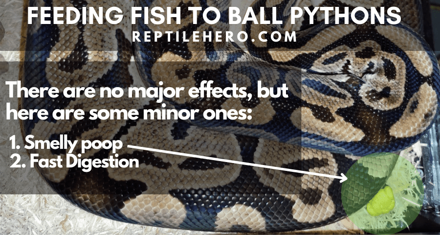 Feeding fish to ball python