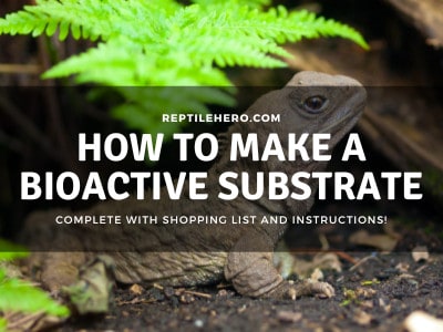 How to Make a Bioactive Tank Substrate (Materials & Steps)