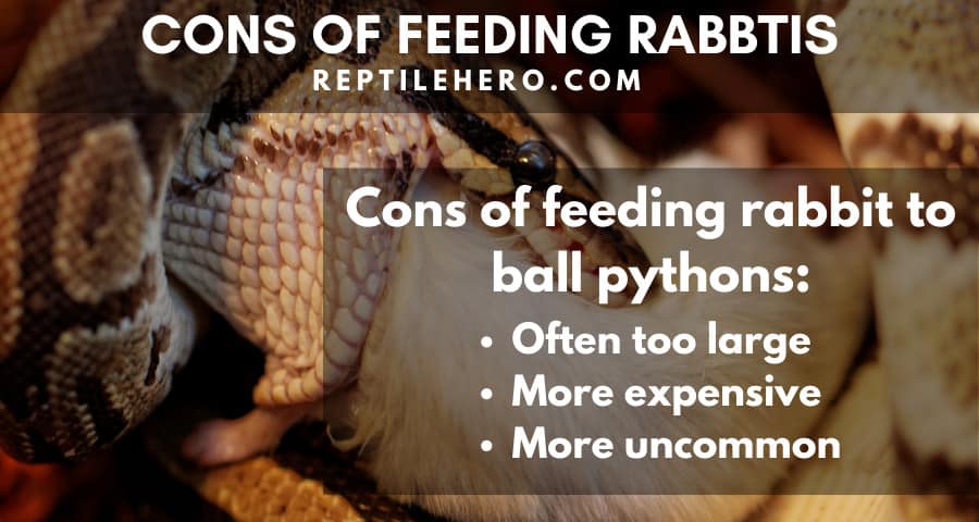 Cons of feeding rabbits to ball pythons