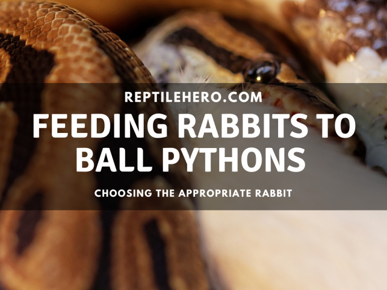 Feeding Rabbits to Ball Pythons (Are They Harmful Feeders?)