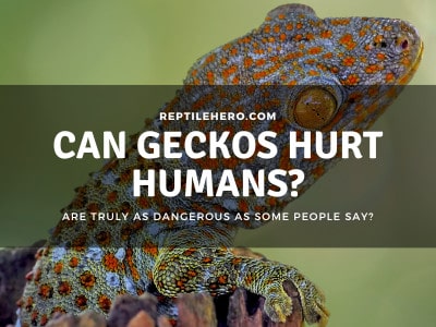 Are Geckos Dangerous to Humans? (Can They Hurt You?)