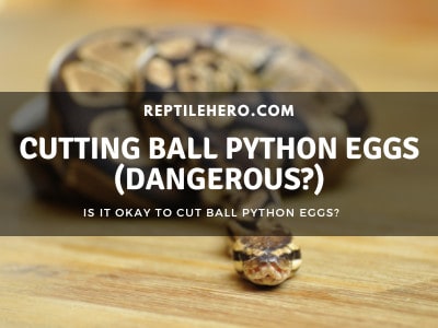 Cutting Ball Python Eggs (Dangerous?)