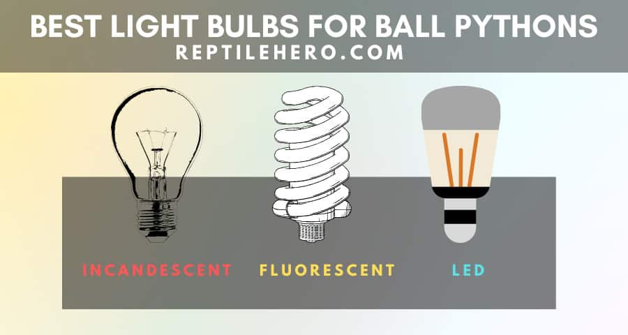 best lightbulbs for ball pythons