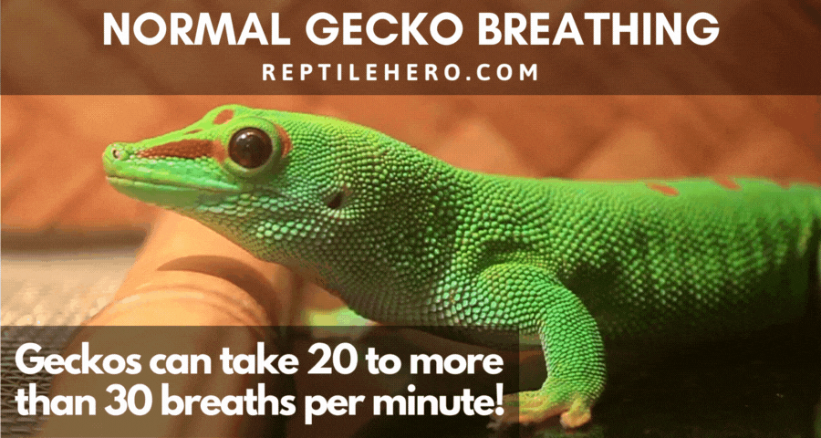 Normal Gecko Breathing