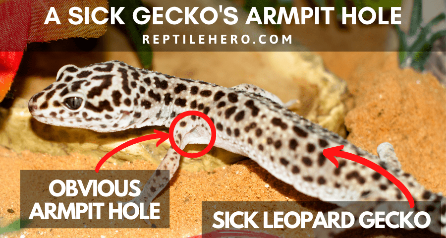 A Sick Leopard Gecko’s Armpit Hole
