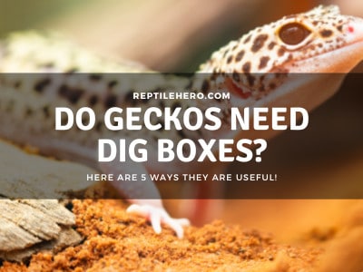 Do Geckos Need a Dig Box? (5 Practical Ways They Use It!)