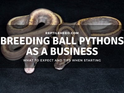 Breeding Ball Pythons as a Business (Is It Profitable?)