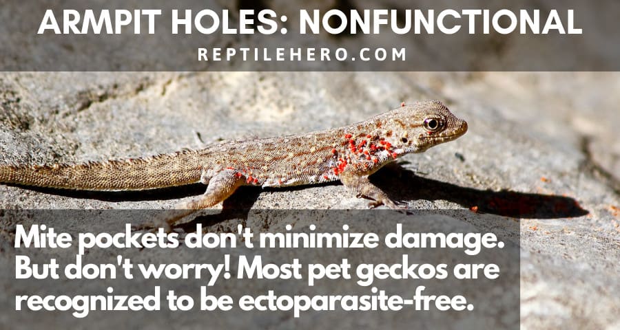 Gecko Armpit Holes are Nonfunctional