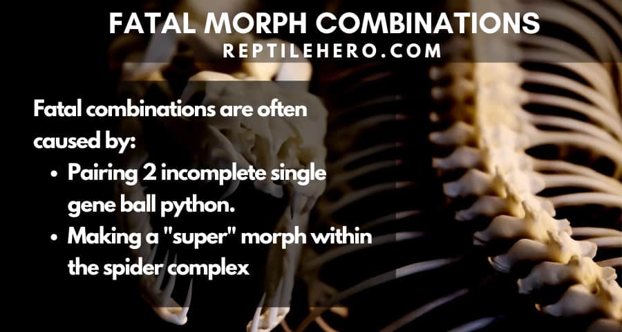 Not recommended Ball Python Combinations