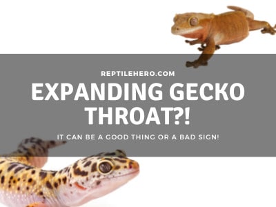 Why is My Gecko’s Throat Puffing and Moving Fast?