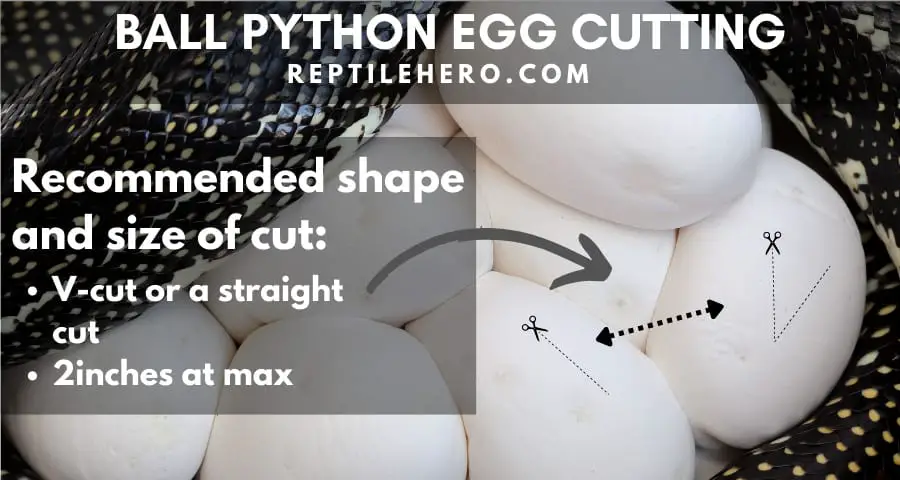 Size and shape of ball python egg cut