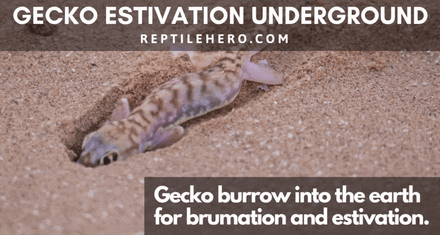 Gecko Estivation Underground