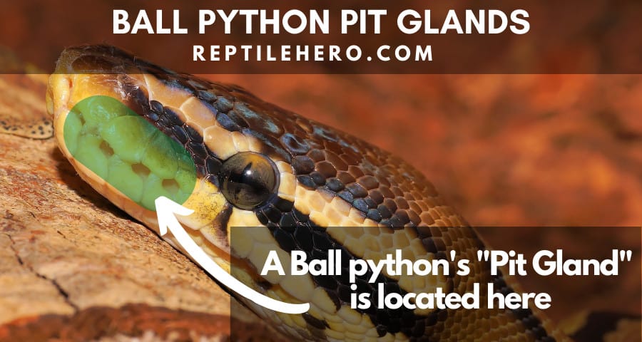 Pit glands of ball pythons