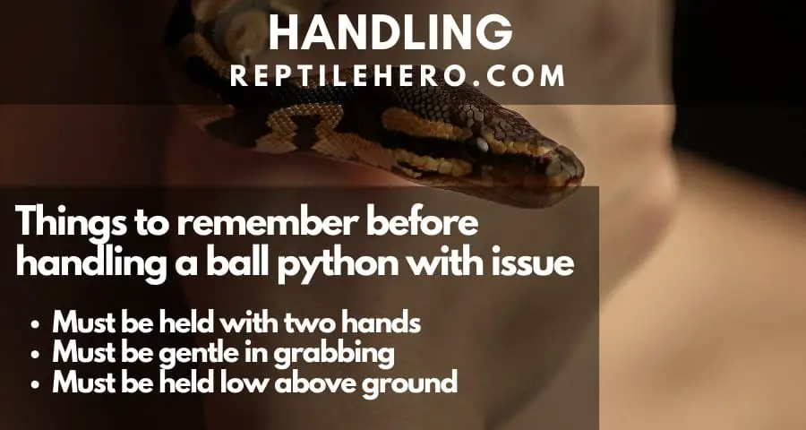 Handling ball python with issues