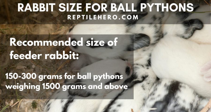 Recommended rabbit size for ball pythons