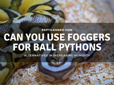 Can You Use Foggers for Ball Pythons? (How About Misters?)