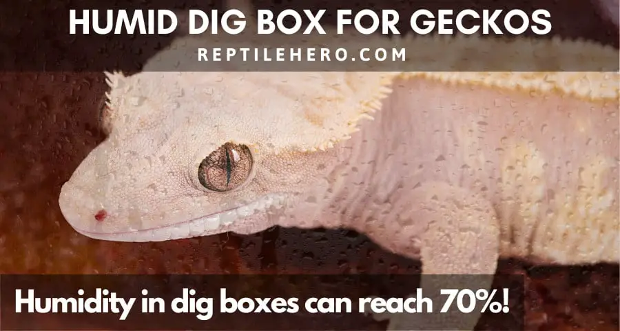 Humid Dig Box for Geckos