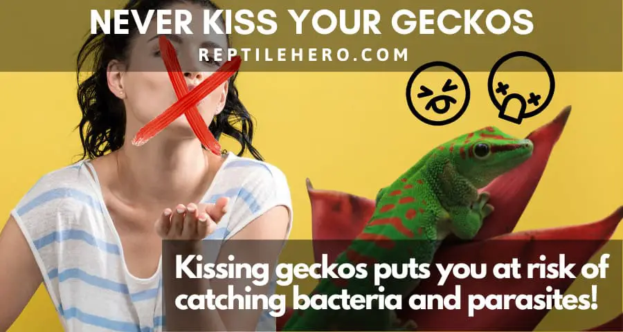 Never Kiss Your Geckos