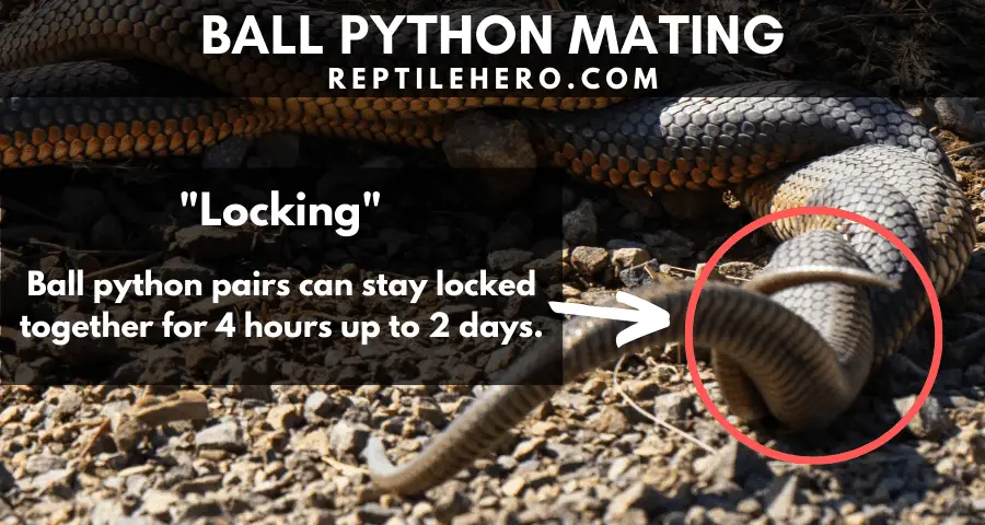 Ball Python Mating