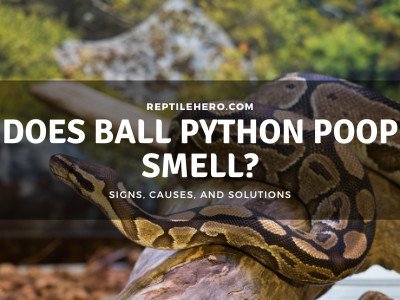 Does Ball Python Poop Smell? (When Should You be Worried?)