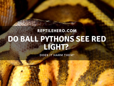 Do Ball Pythons See Red Light? (Should You Use One?)