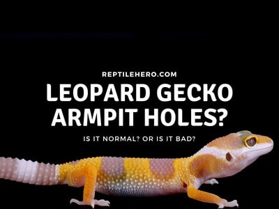 Are Gecko Armpit Holes Normal? (What Are They For?)