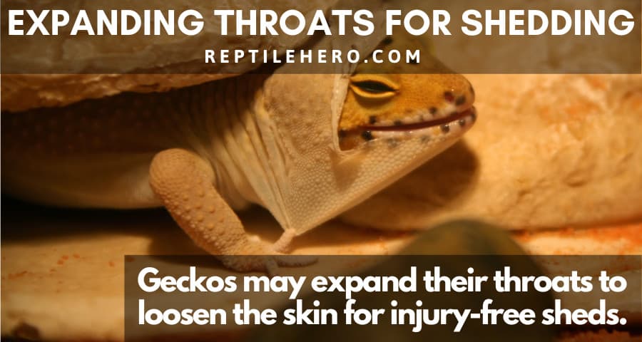 Expanding Gecko Throat to Loosen Skin for Safe Shedding