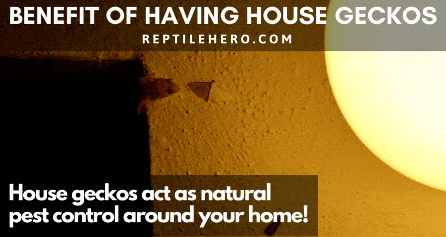The Main Benefit of Having House Geckos