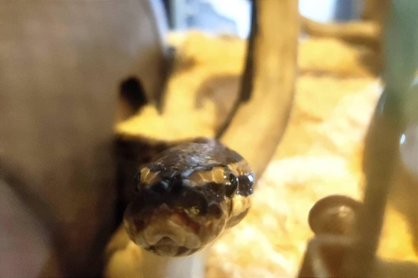 My ball python