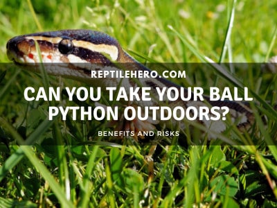 Can You Take Your Ball Python Outdoors?