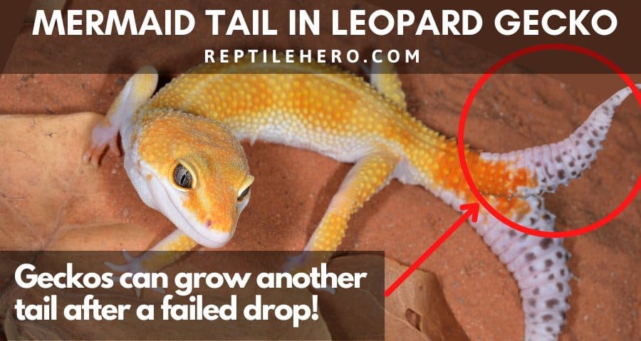 Mermaid Tail in Leopard Geckos 