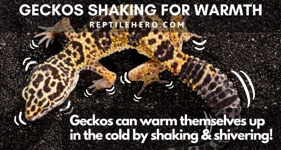 Geckos Shaking for Warmth